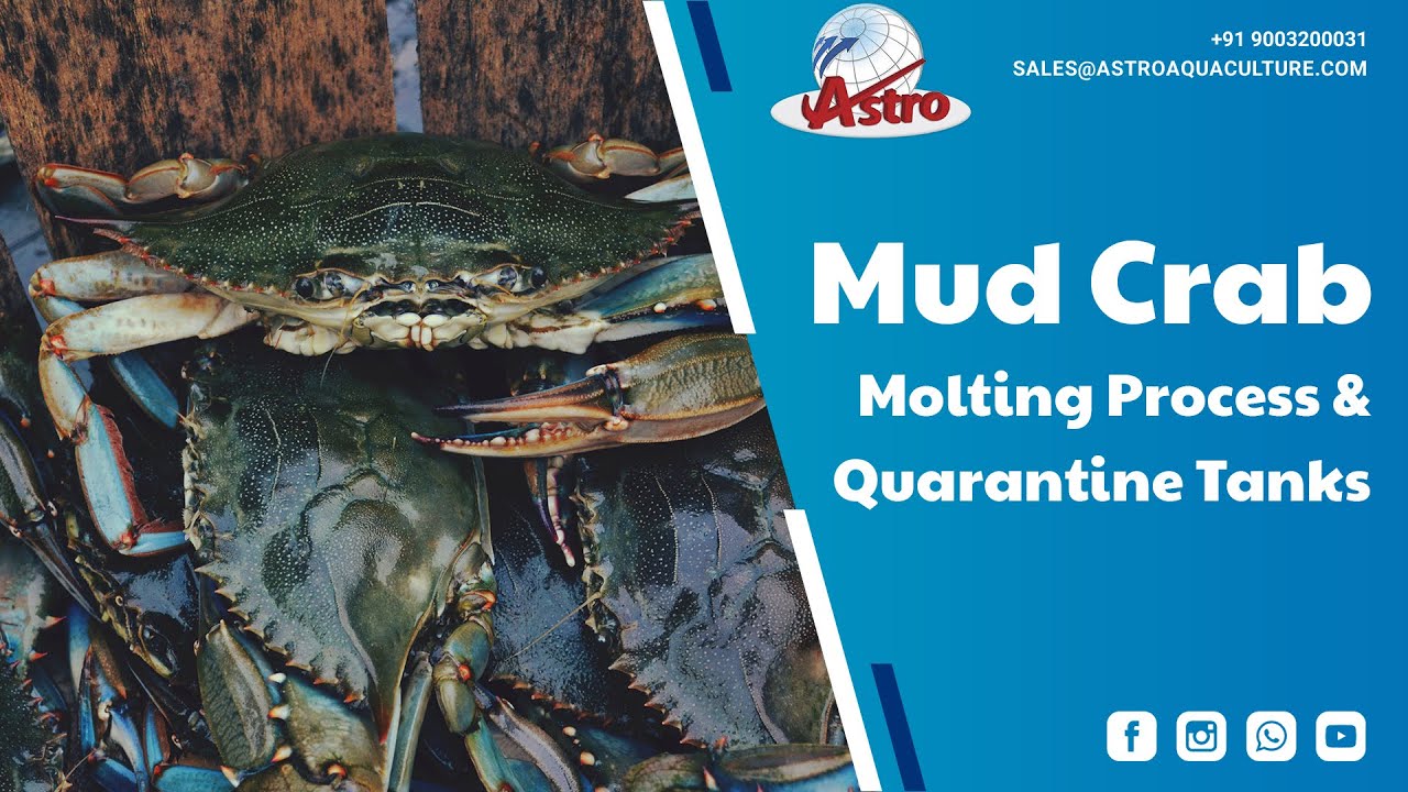 Mud Crab molting process and Quarantine Tanks
