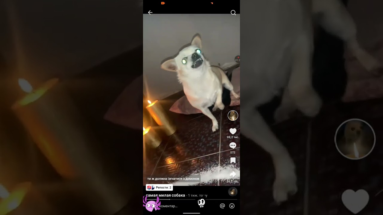 изгнание демона из собаки🕯️✝️