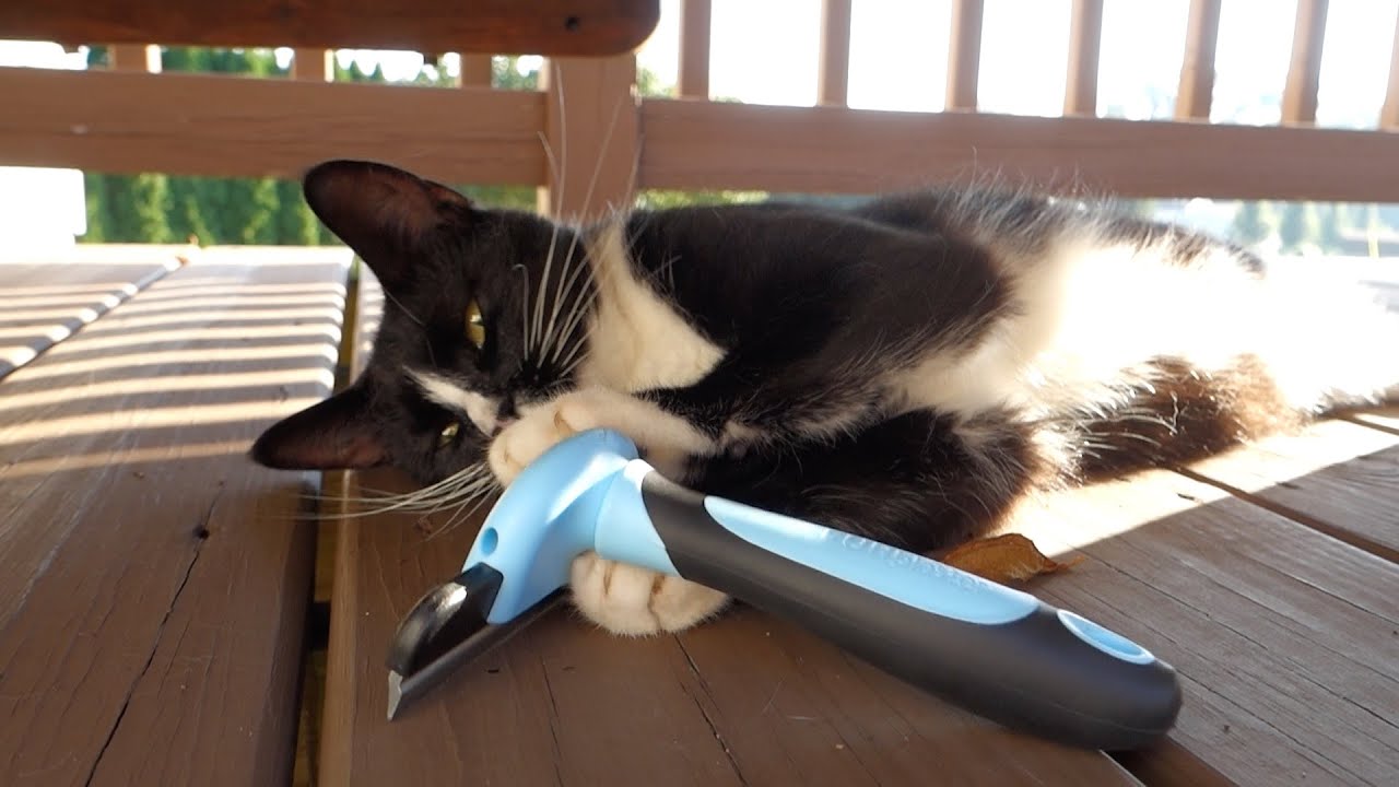 DakPets FURblaster | Does It Work on Cats?