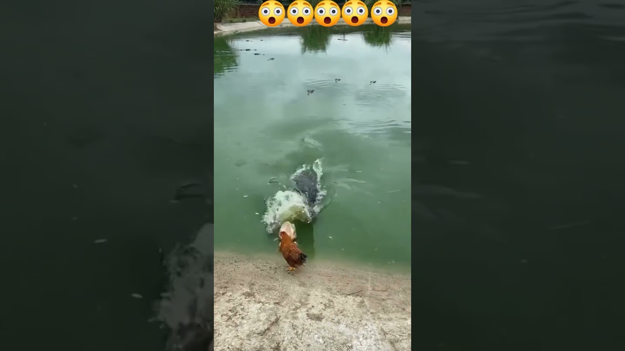 Los cocodrilos no perdonan