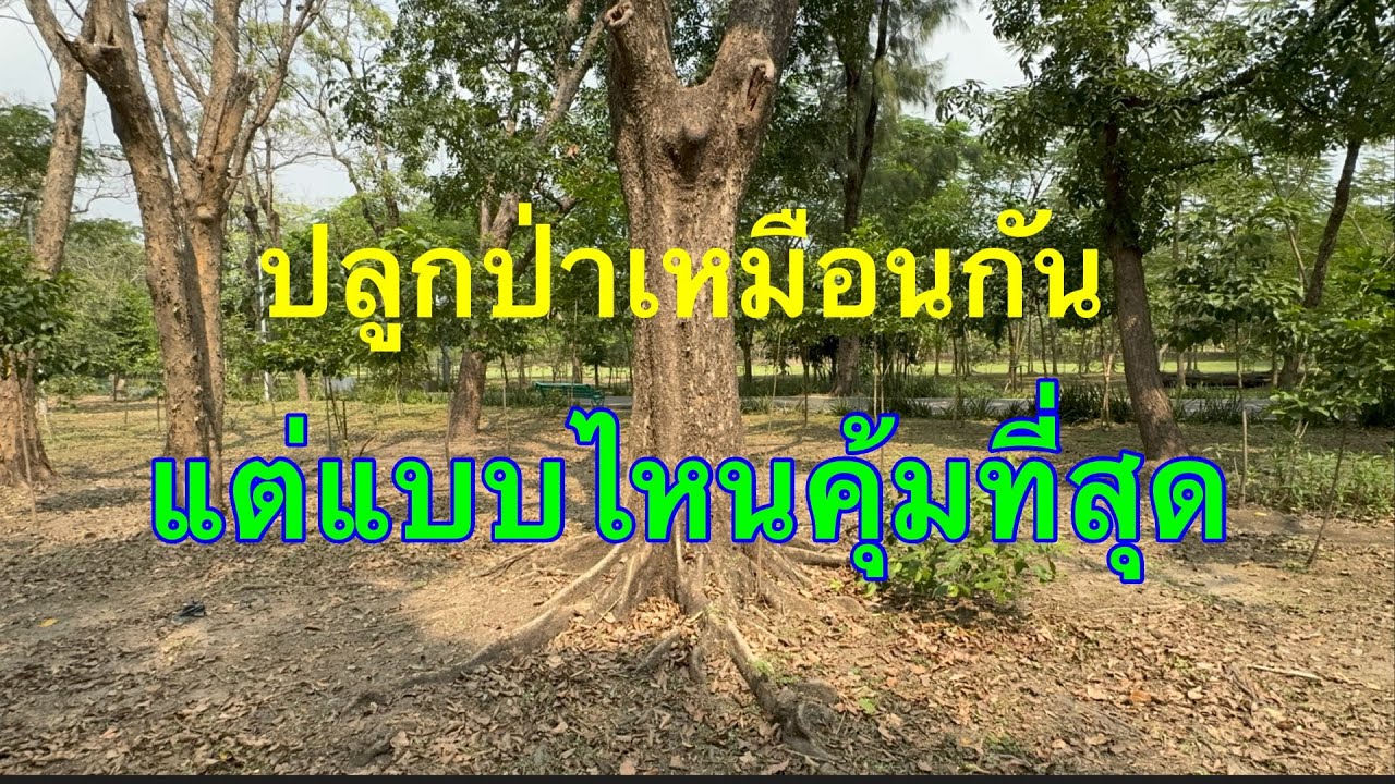 ปลูกป่าแบบไหนคุ้มค่าที่สุด