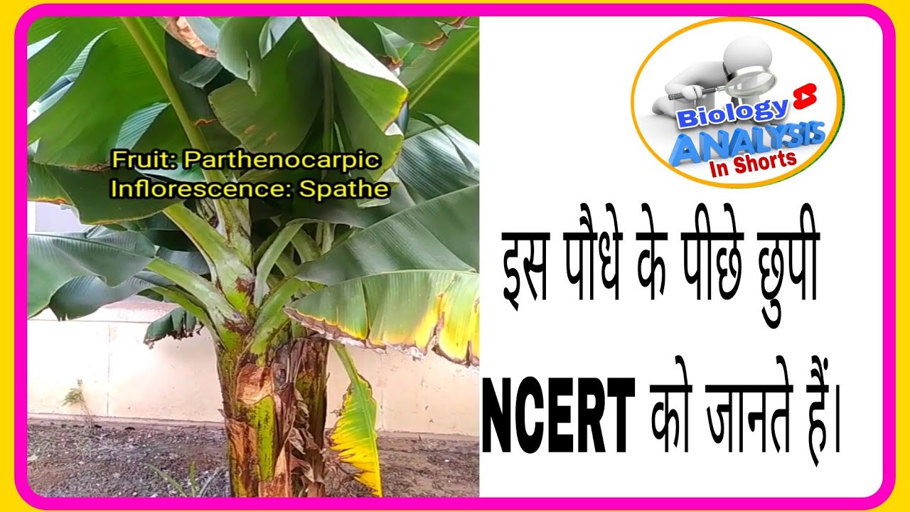 ncert biology inflorescence and fruits #2ndgradescience, #ncertbiology