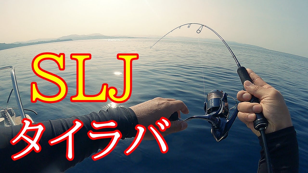 ＳＬＪと言ったらこの魚ですね