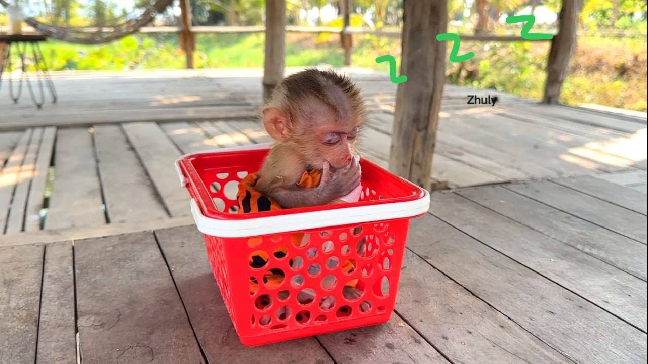 Oh No…!! Smallest Zhuly Cozy Sleep In Sit On Basket