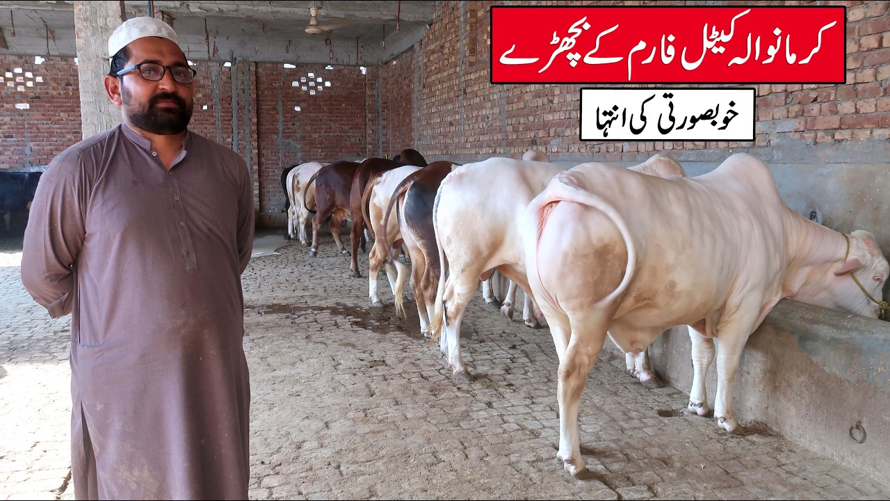 Beautiful Collection Of Big Bulls - Karmawala Cattle Farm Lahore 2026