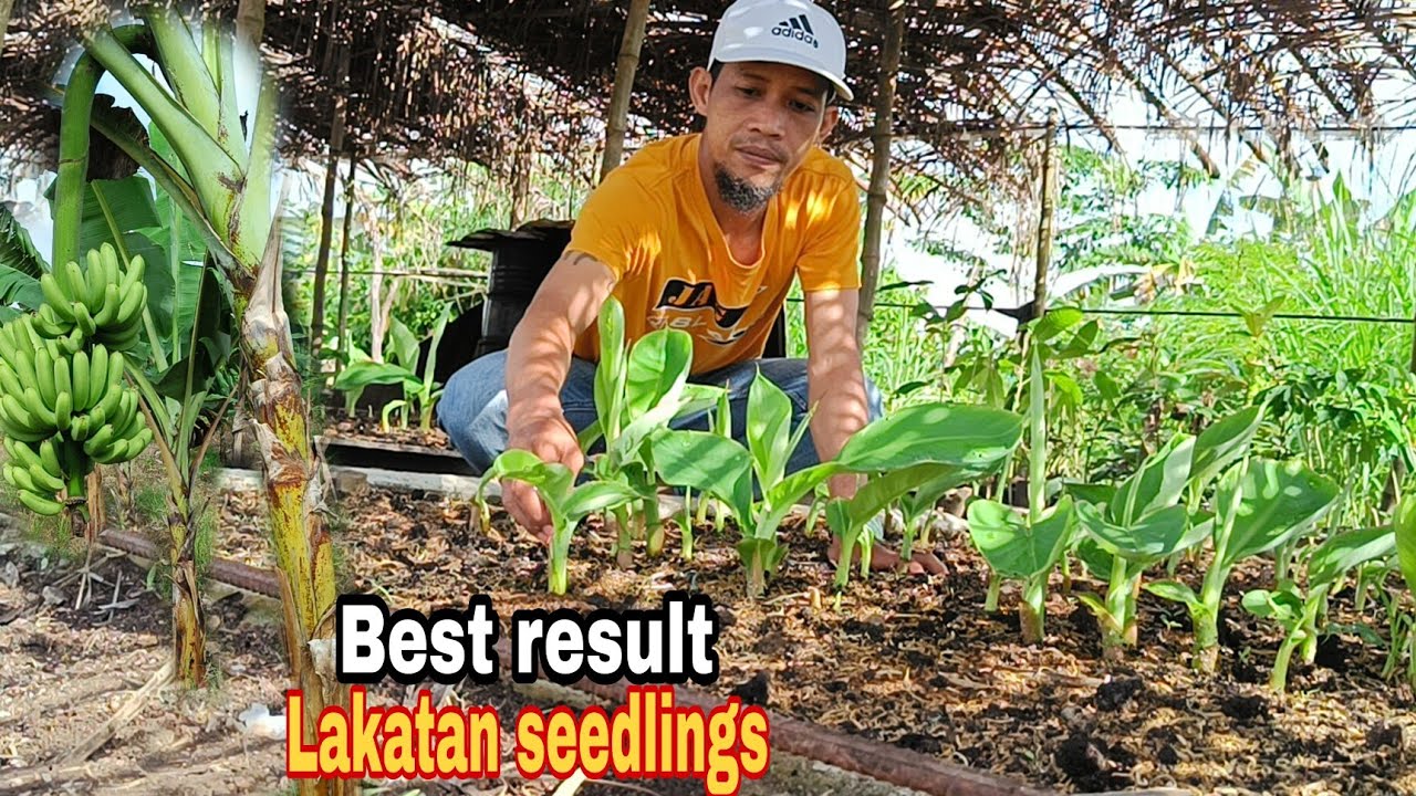 Macro propagation banana lakatan best results and Update/plantation development @GhaAgriTv