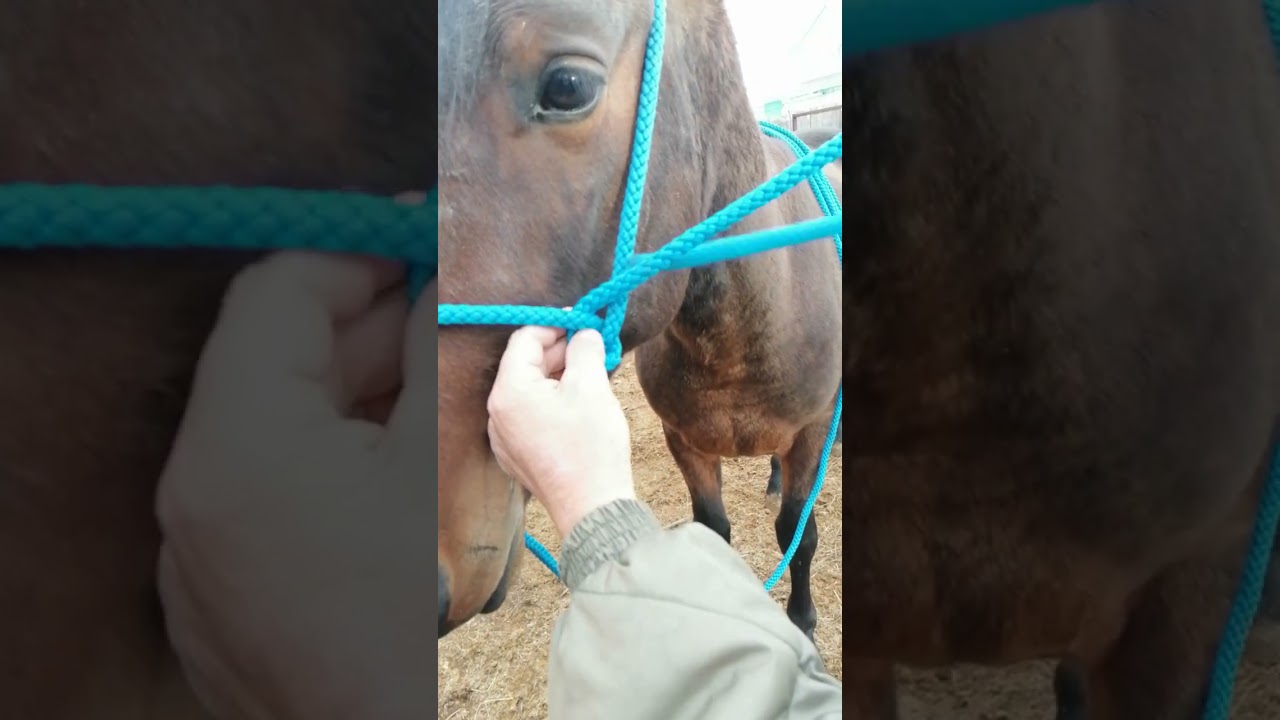 надёжный, верёвочный недоуздок