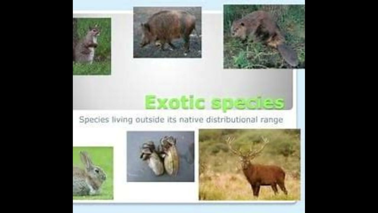 What do you understand by &lsquo;exotic species&rsquo;