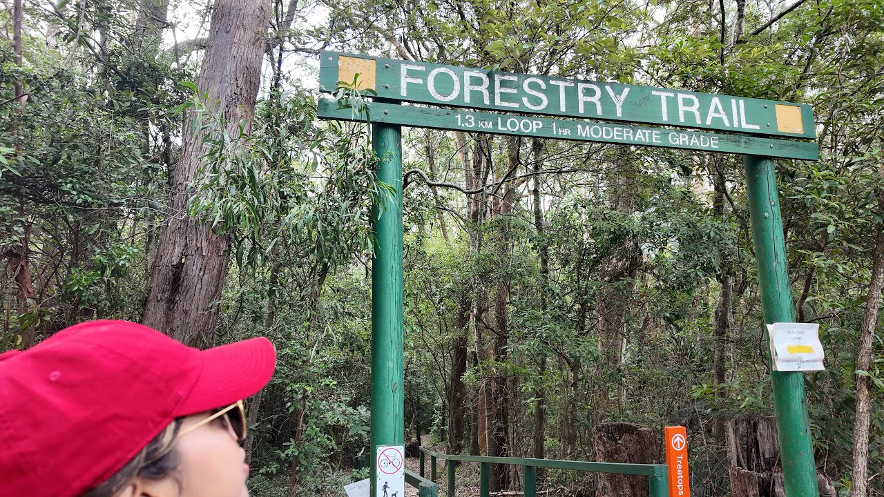 Cumberland forest walk 