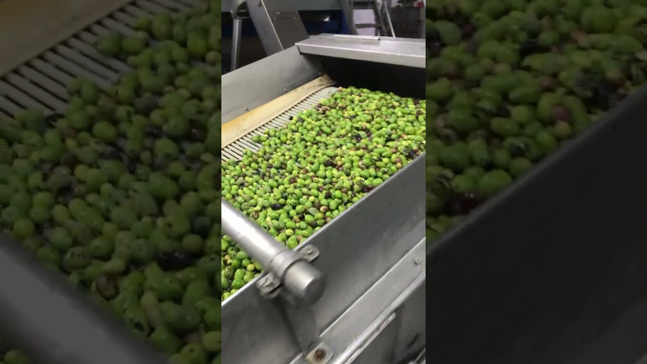 Making organic cold pressed olive oil in Italy.