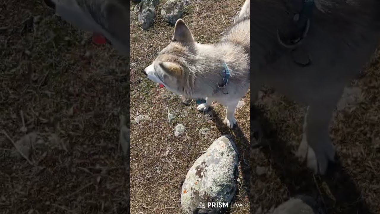 Live:Nature Walk with Wolf Grey Husky & Puppy🐺🐶🌿 part.44 #shorts