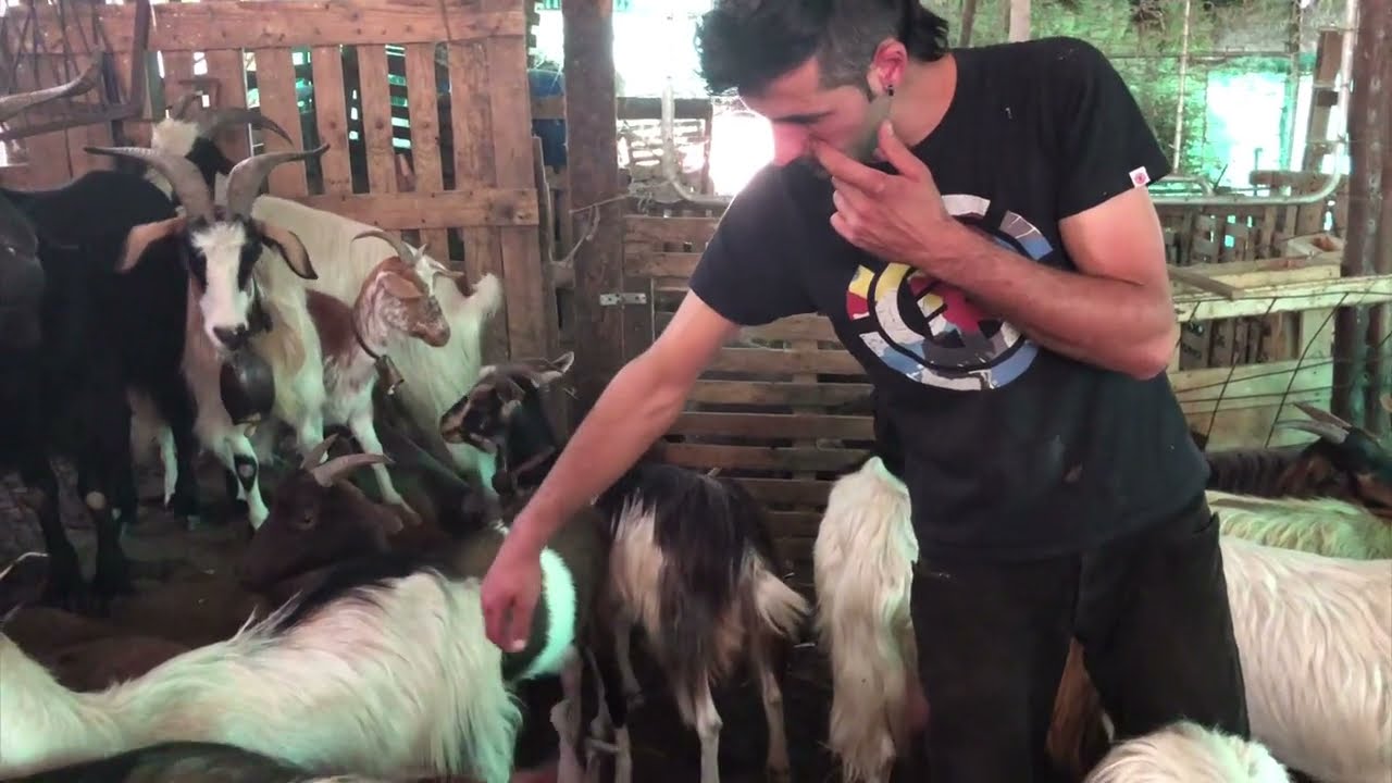 Ogni capra il suo nome...​Dalla mungitura al formaggio