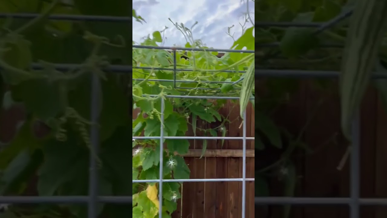 snake gaurd 3 months update