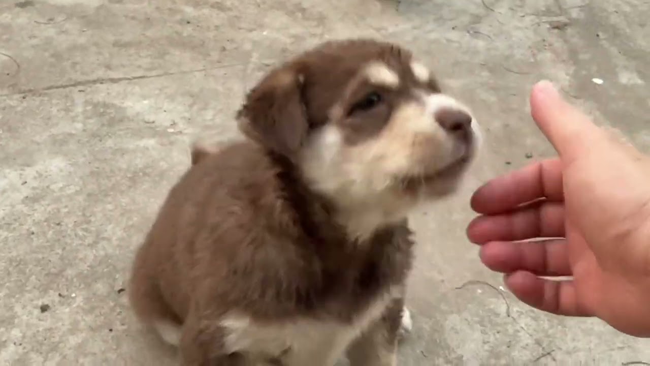 #puppydog