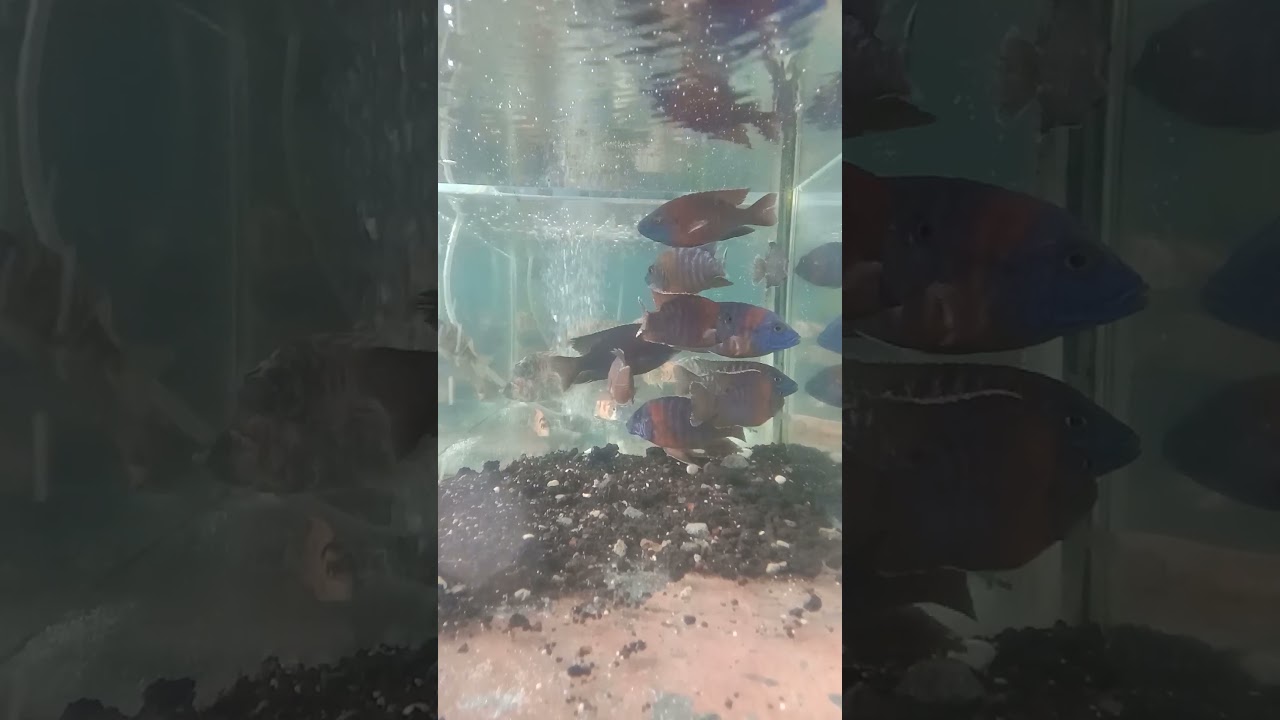 Chiclid EDITION: AULONOCARA REDFLUSH and AULONOCARA OB PEACOCK 2