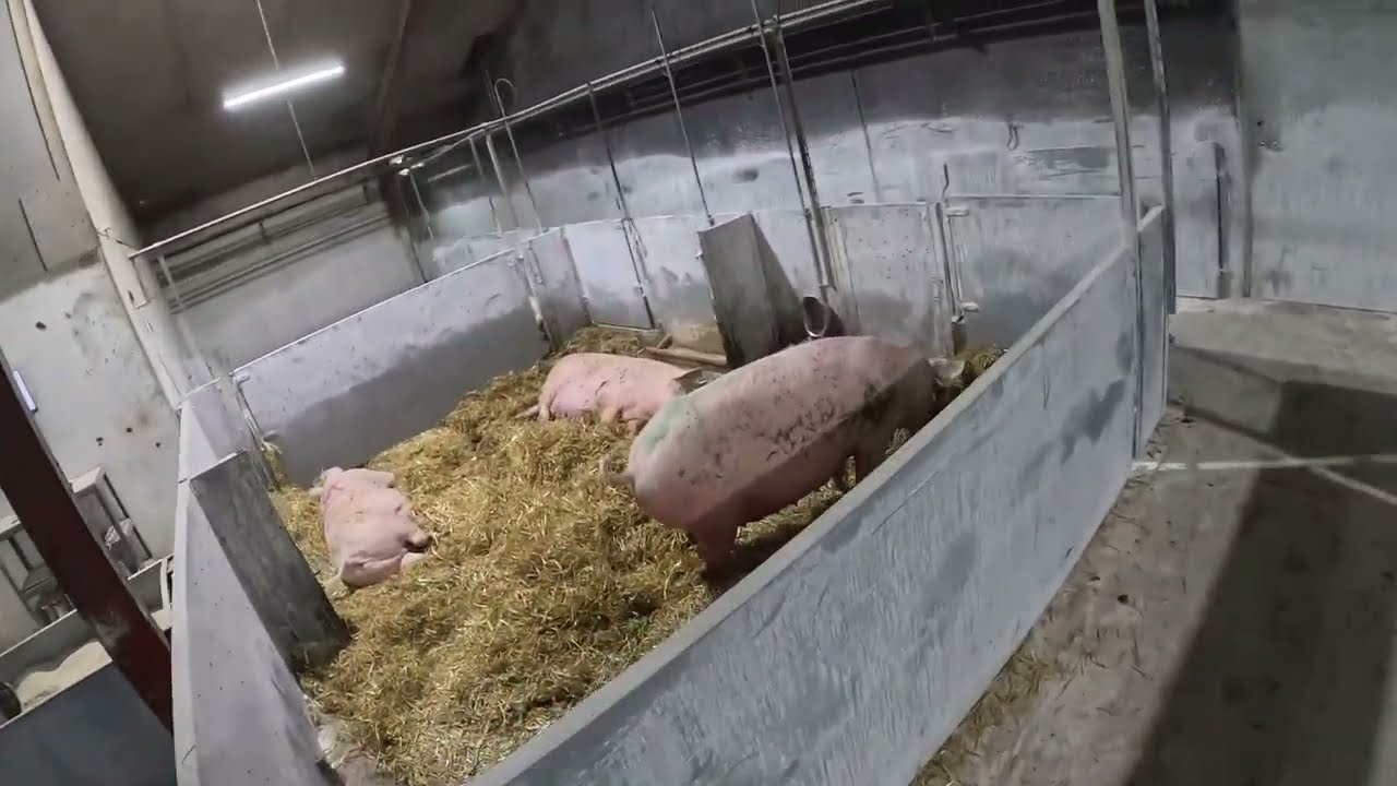 En arbejdsdag i GRISE STALDEN 47🐖 - 