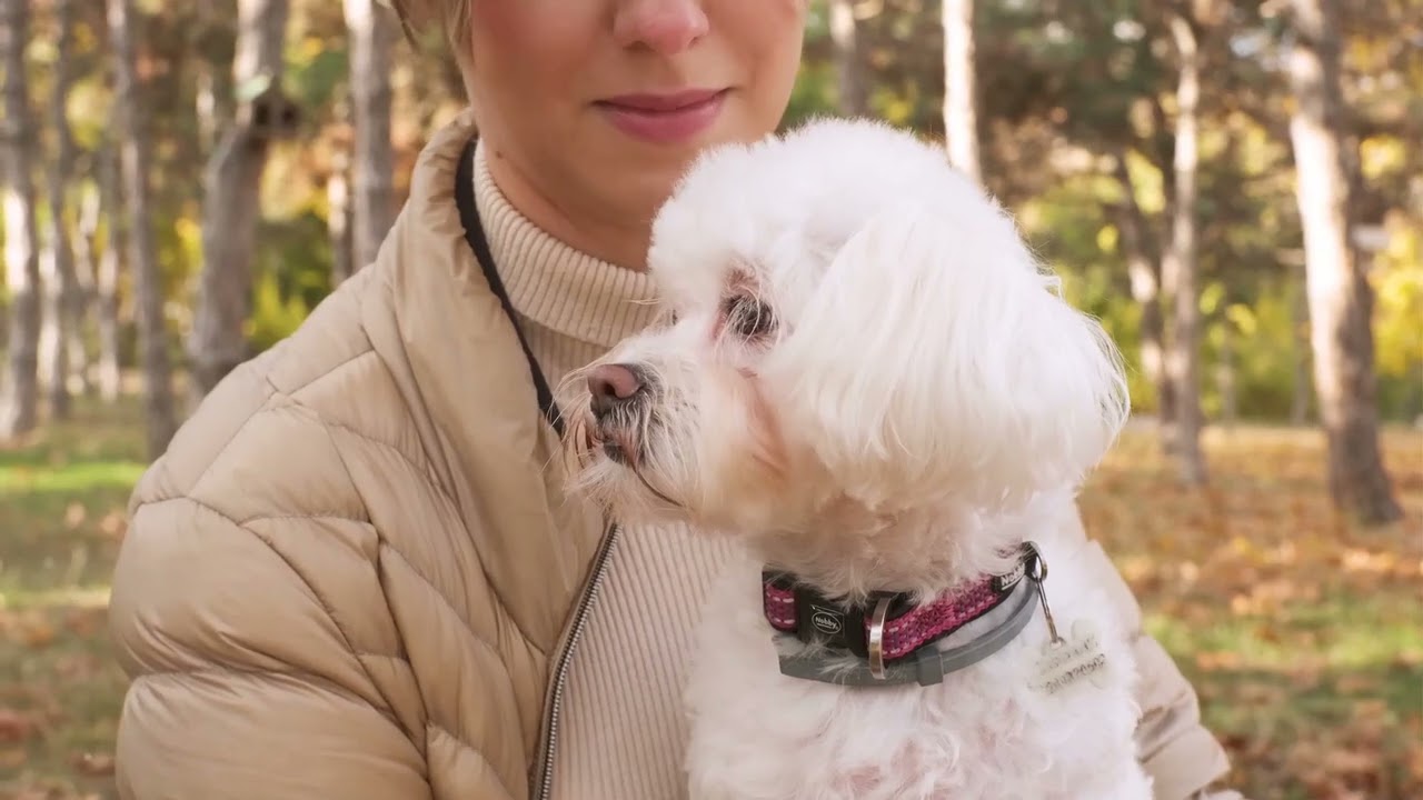 The Top 5 Best Selling Pet Products on Temu