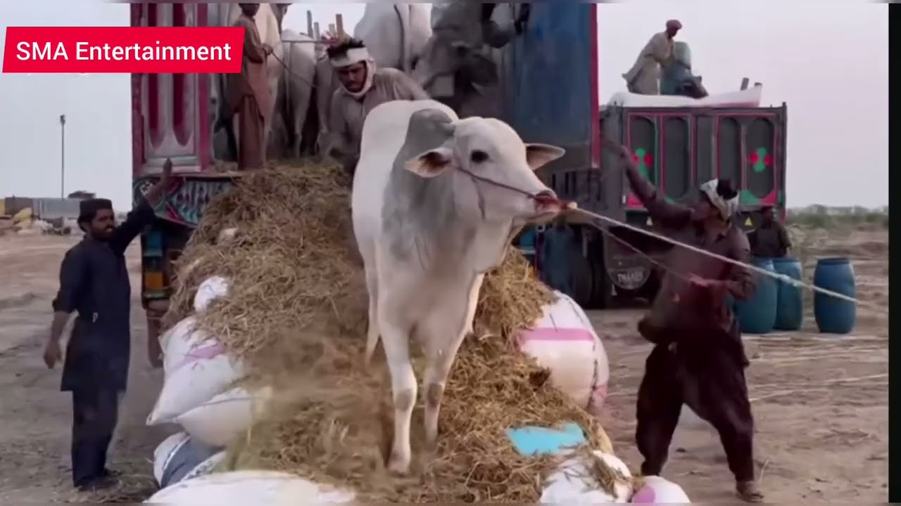 Sibbi Bulls🐂 Unloading in northern bypass Mandi | 