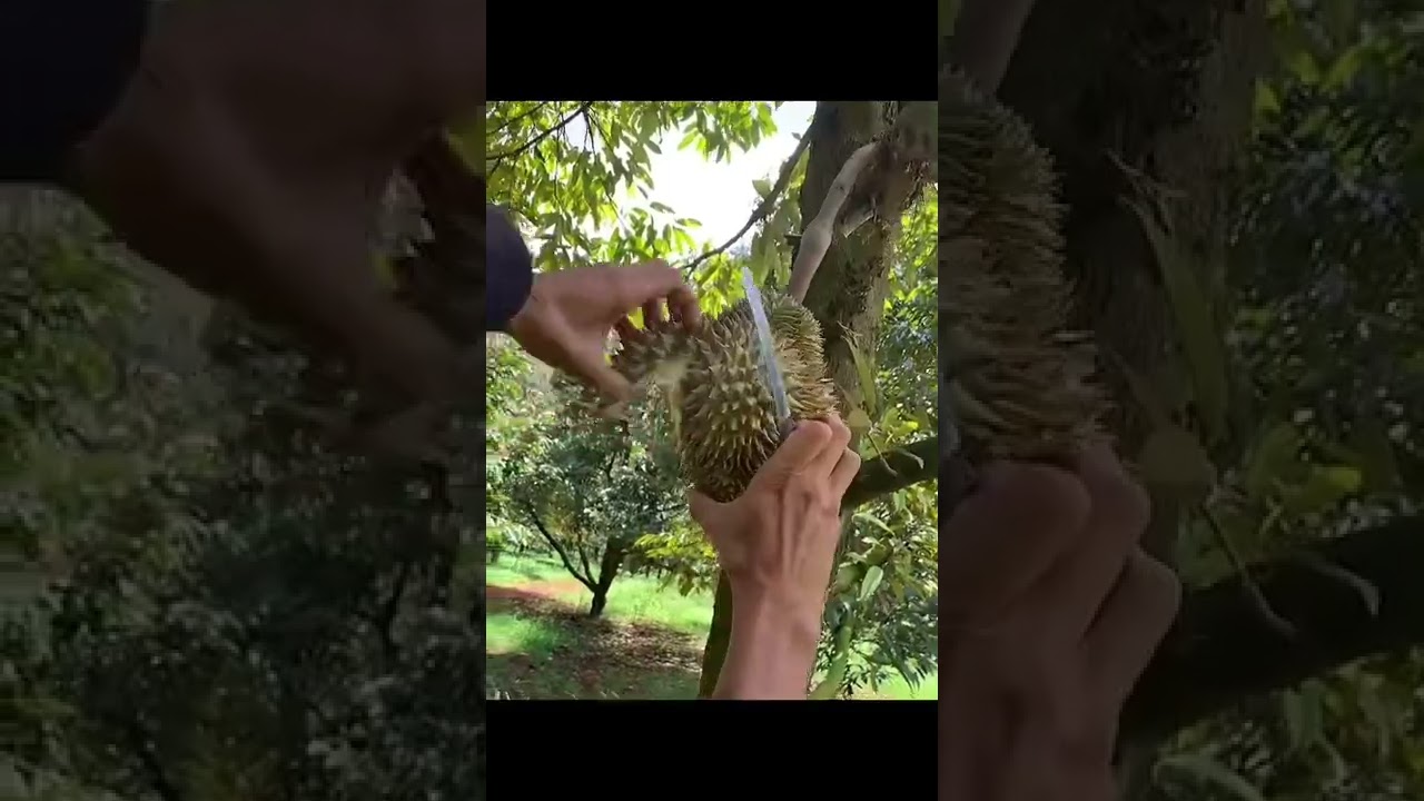 durian monthong fruit with tasty delicious flesh #shorts