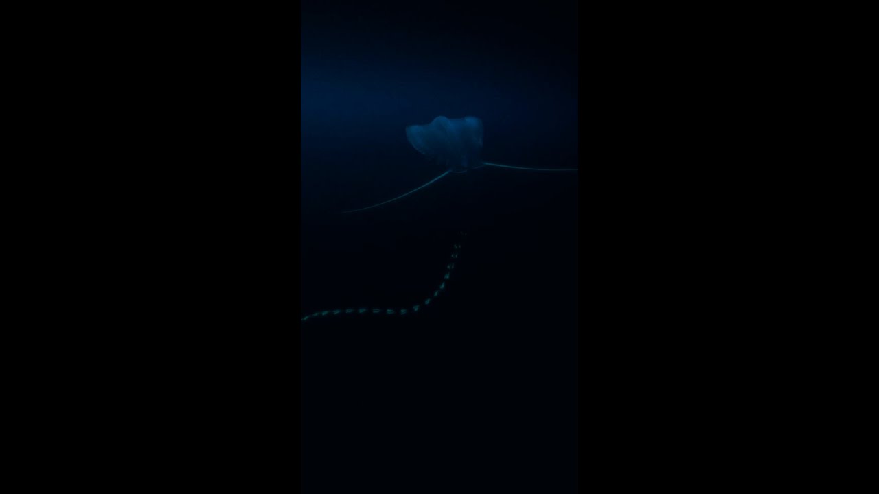 🌌 Why is darkness an important part of «Midnight Zone»?