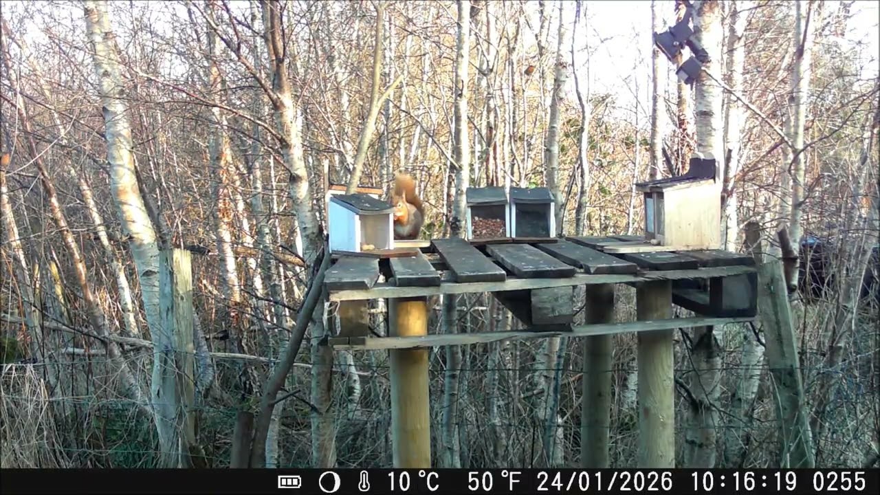 Red squirrel and birds on the feeding platform #redsquirrels #wildlife