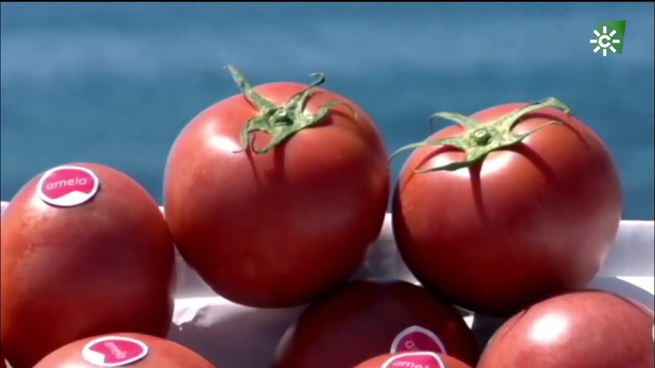 Tomate Amela de Carchuna, Granada