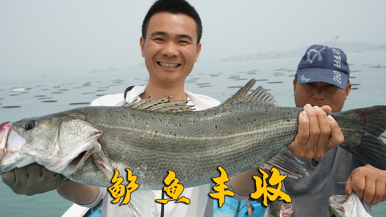 阿烽出海收鲈鱼扣发财了，抓到十几斤的大鲈鱼，阿烽都激动坏了