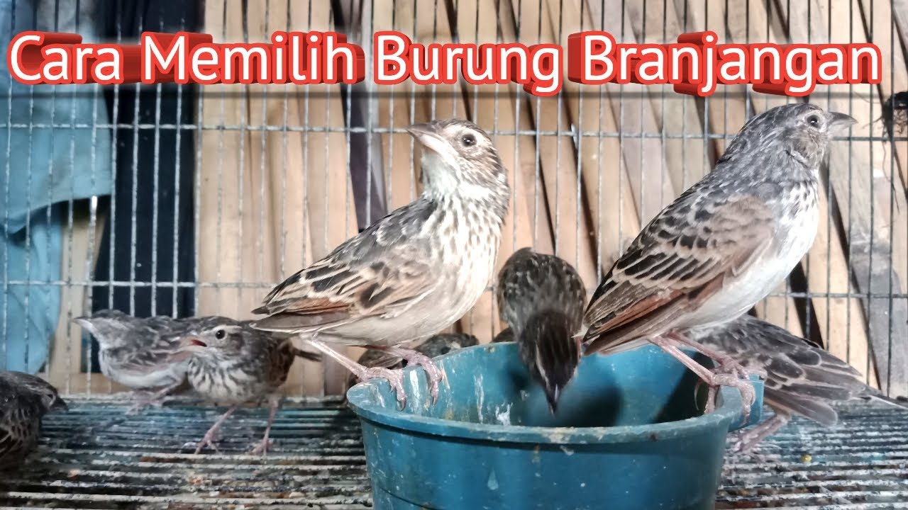 CARA MEMILIH BURUNG BRANJANGAN || TRIK JITU MENGOMBYOK BRANJANGAN