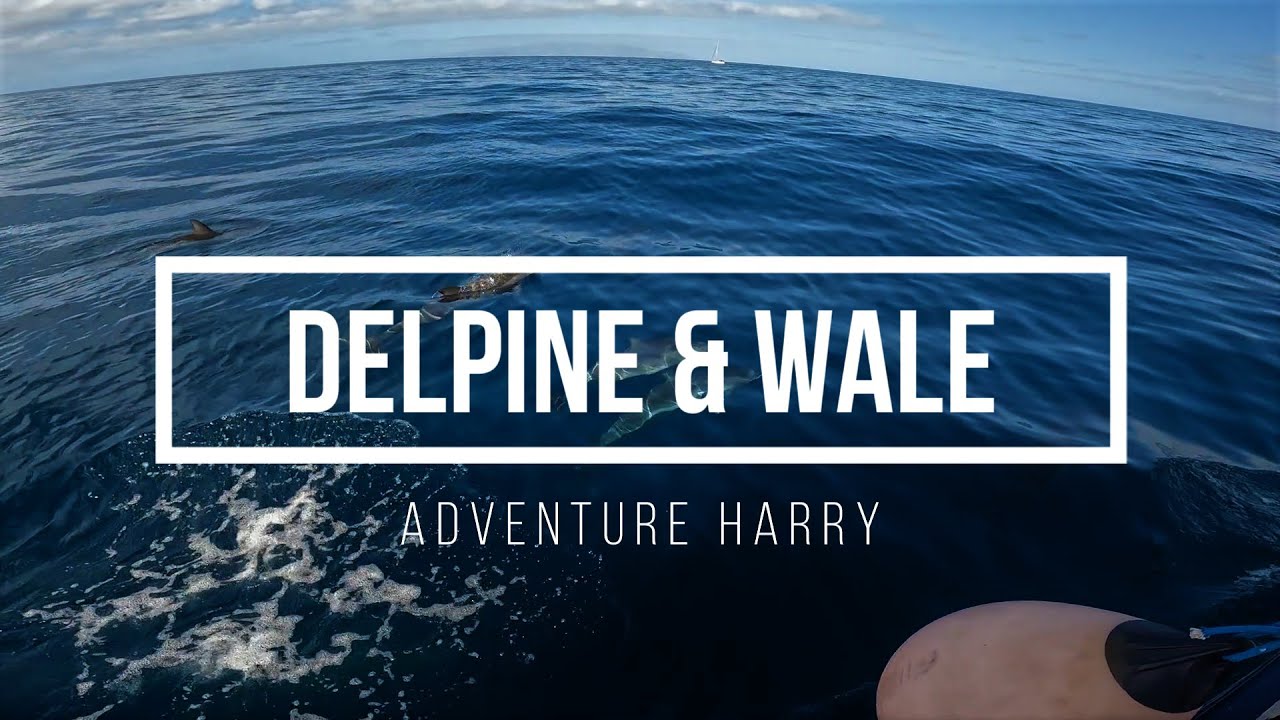 Delphine & Wale auf Teneriffa / Adventure Harry