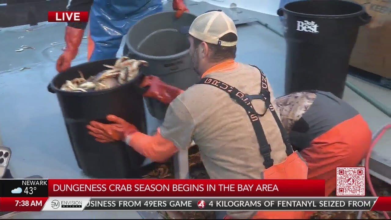 Dungeness crab season begins in the Bay Area