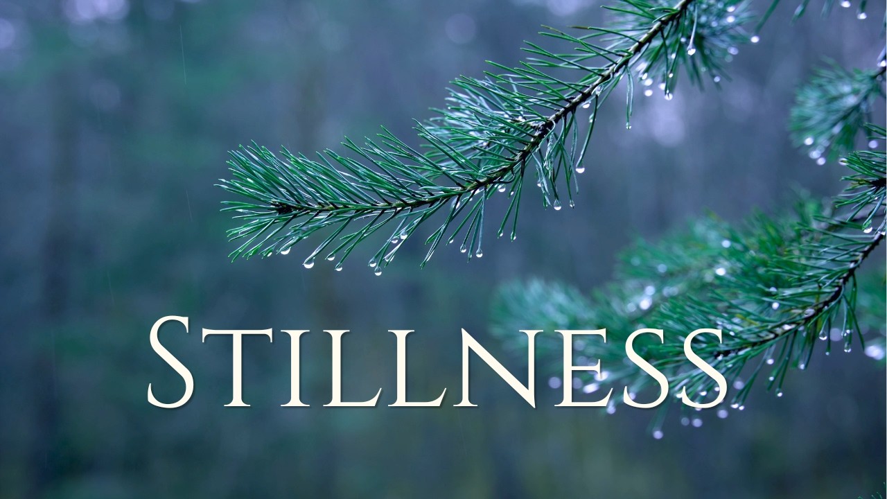 Rain Falling on a Pine Branch | 4 Hours of Deep Calm Forest Ambience with soft Drone | 4K