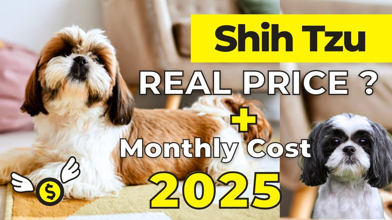 Shih Tzu Price In India 2025 | Shih Tzu Price and Monthly Cost