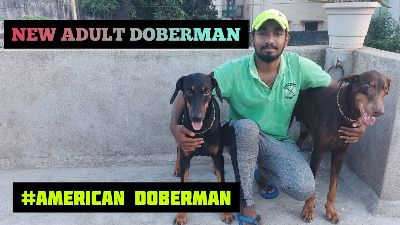 New Doberman To Home| TAMIL | RAGUL RAM