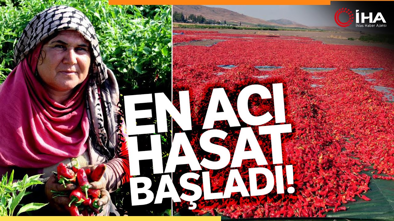 Gaziantep'te En Acı Hasat Başladı!