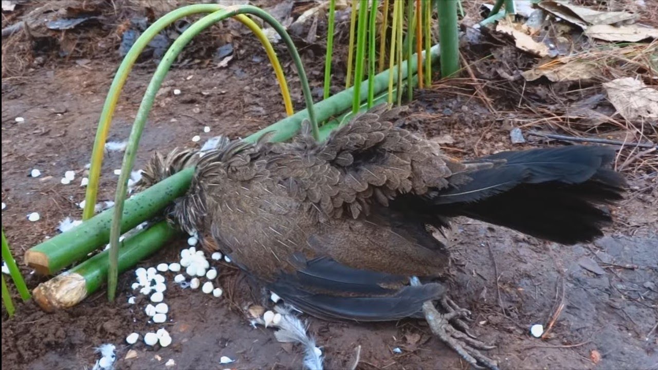 Creating An Amazing Trap Wild Chicken Trap in the jungle working 100%