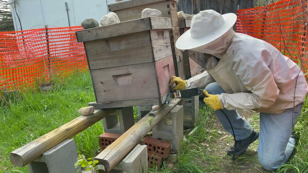 Is Oxalic Acid Vaporization Effective as a Stand Alone Varroa Destructor Mite Treatment?