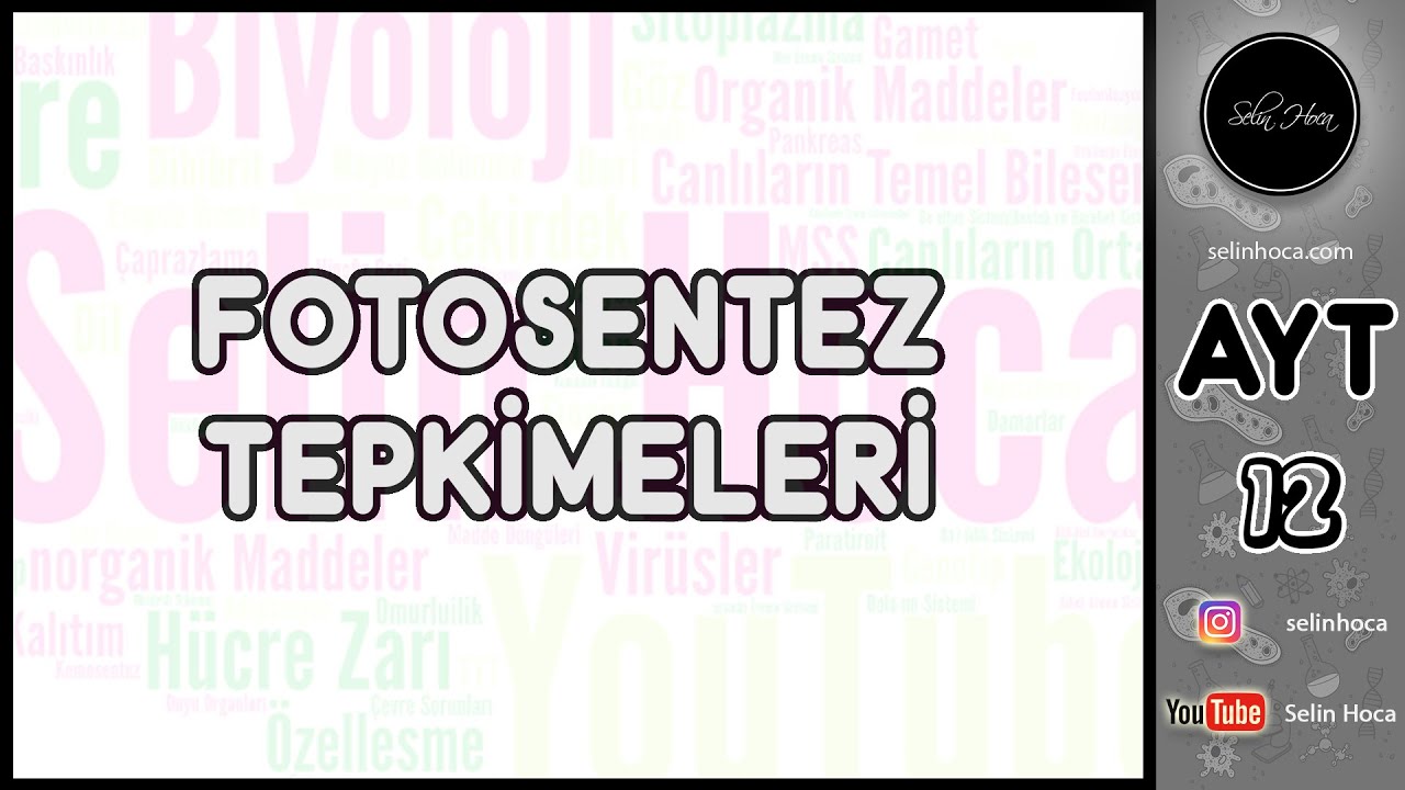 8) Fotosentez Tepkimeleri