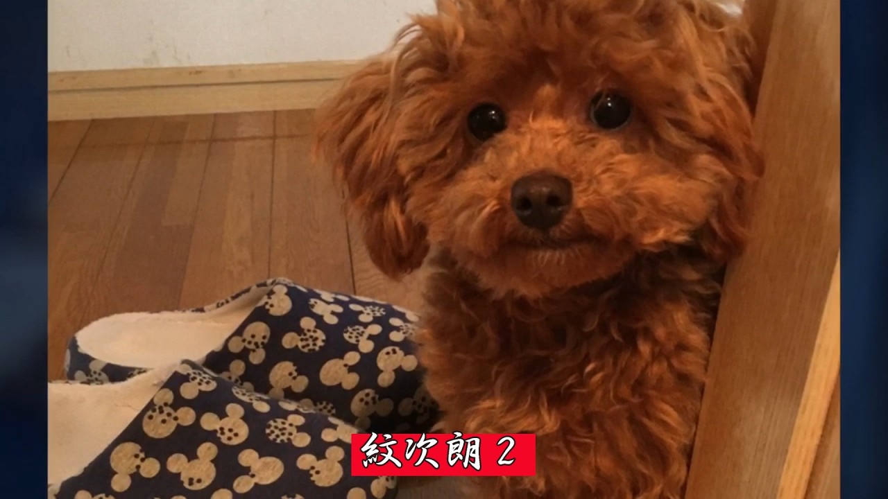 モンちゃん２