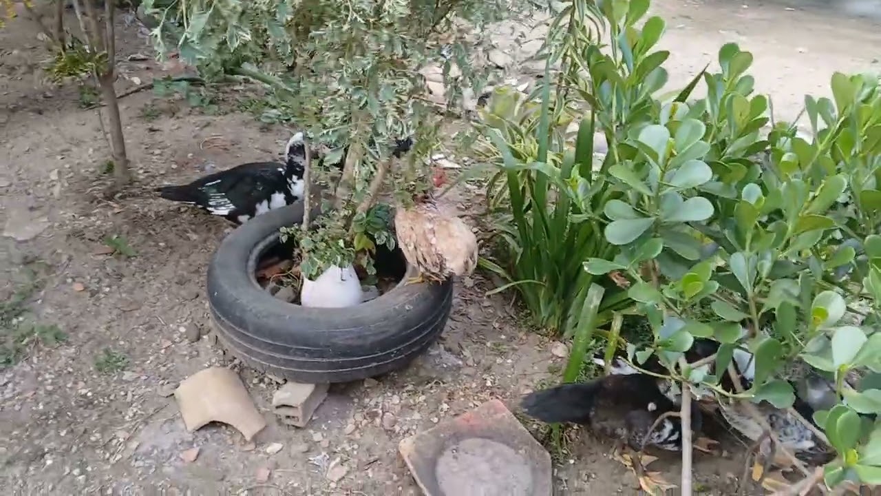 Os patinhos já estão grandes de mais .  Tarde tranquila na criação. ##aves #patos #criação 