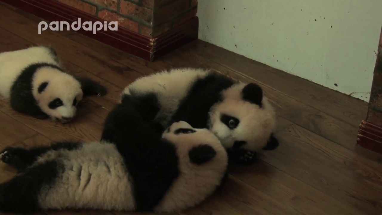 panda cub's little fight