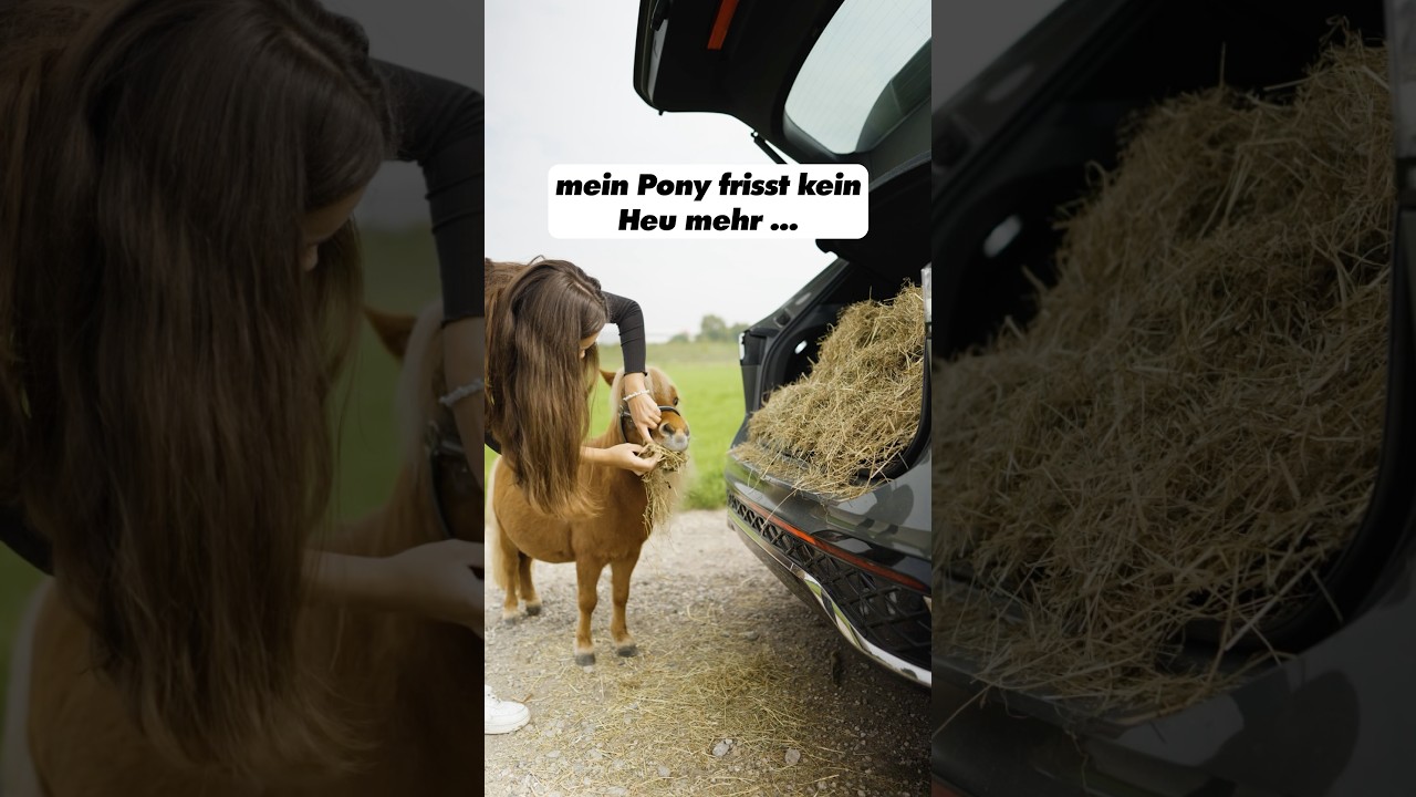 Wie lange braucht ihr zum Stall ?🤓 #horse #pferd #pony #reiterauto