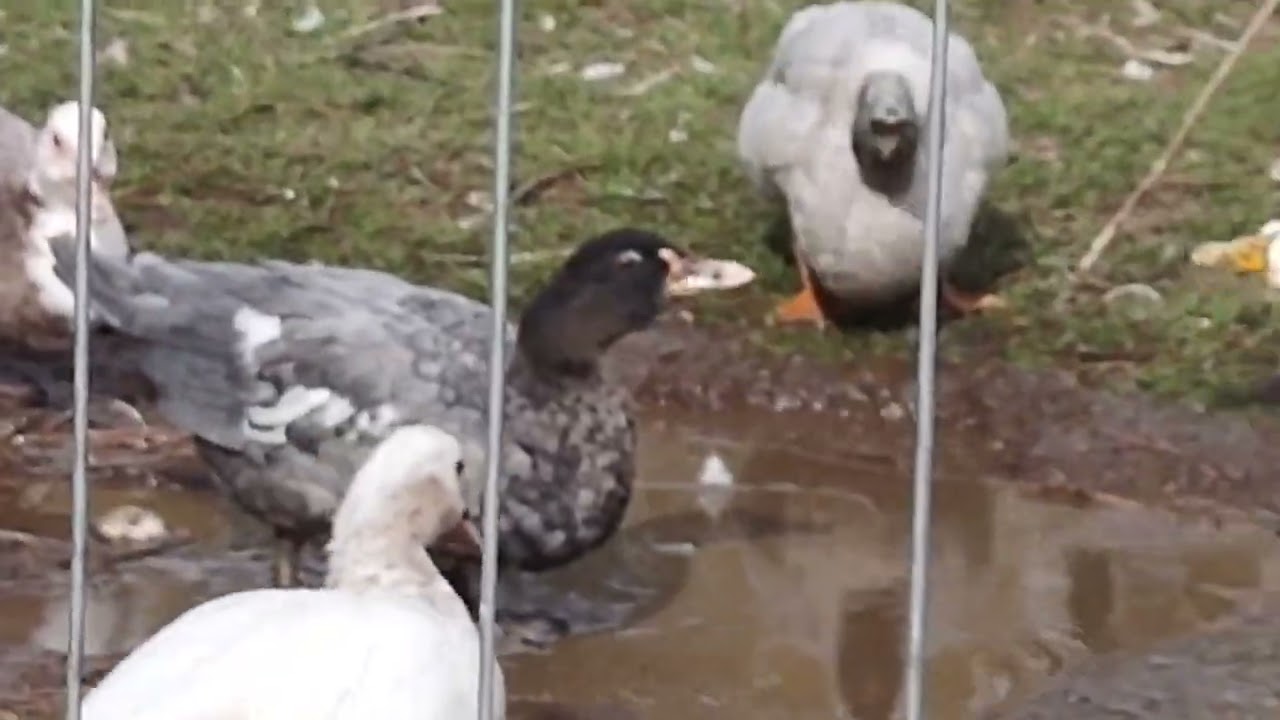 Sad Duck Update