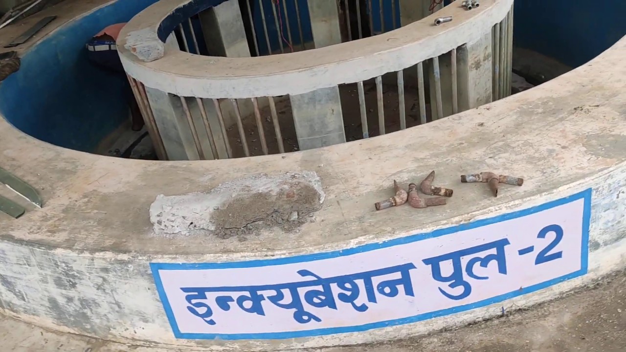 Re-paring of Incubation for production of quality fish seed