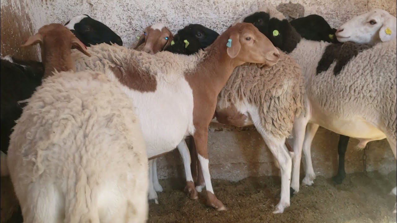 عملية الوشم سلالة الدمان أكدز زاكورة (12.10.2022)