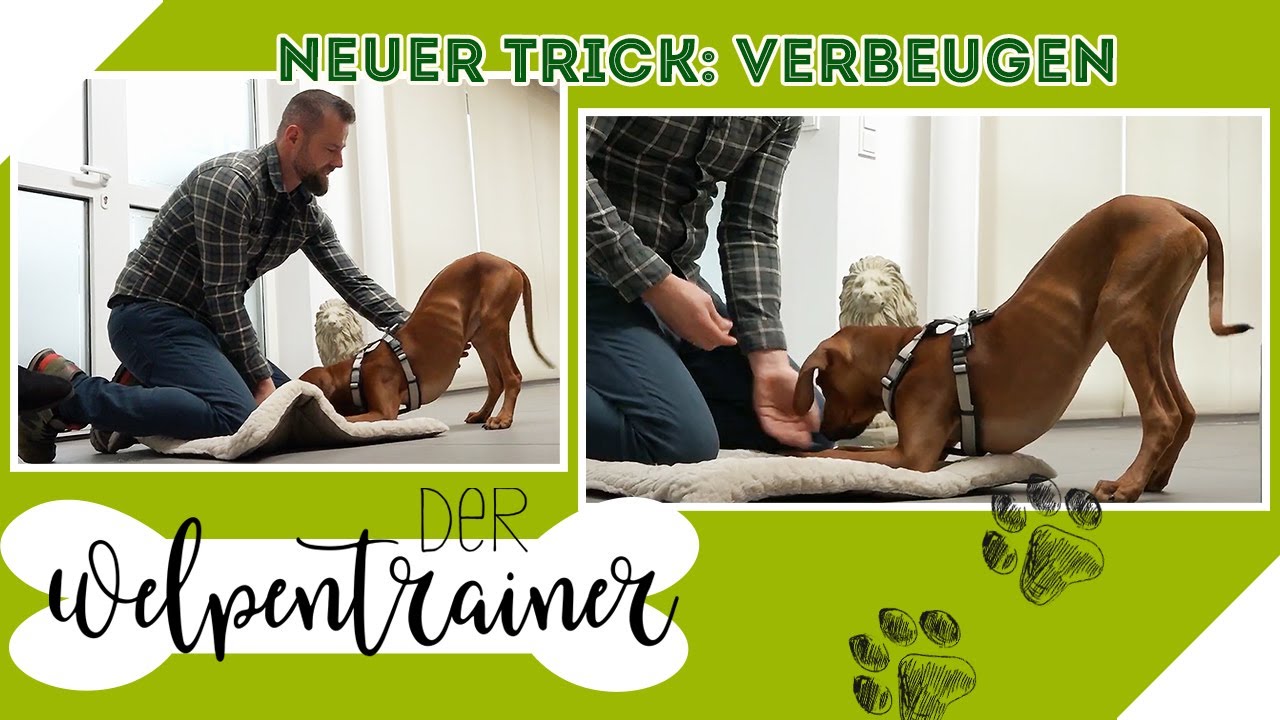 Beeindruckender Trick: So lernt dein Hund sich zu verbeugen! 😲🐶 | Der Welpentrainer | sixx