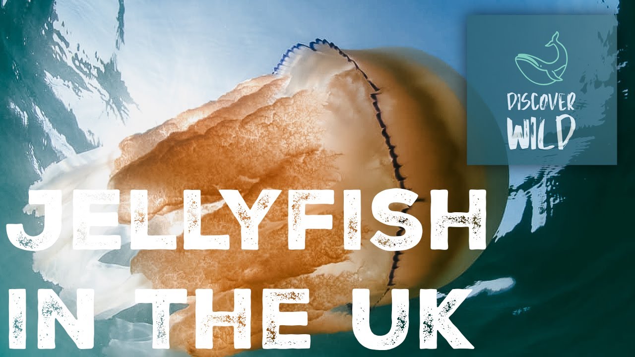 Jellyfish in the UK | Huge Stinging Jellyfish | Discover WILD