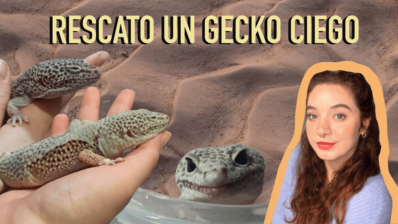 ADOPTÉ UN GECKO LEOPARDO 🦎 | RETENCIÓN DE MUDA | PORQUE PASA Y COMO SOLUCIONARLO #gecko