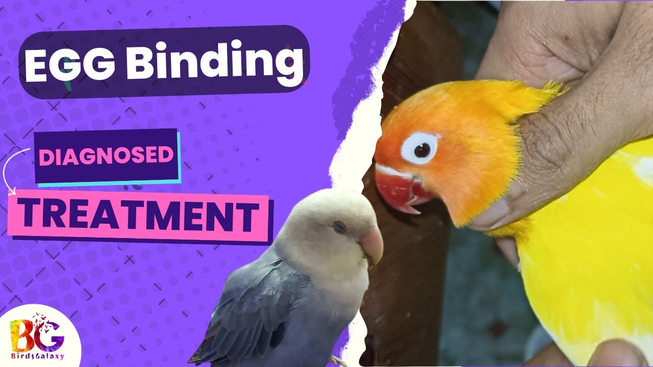 How to deal with Egg binding | Treatment | #lovebirds #YouTube #nature #egg #eggbinding #breeding