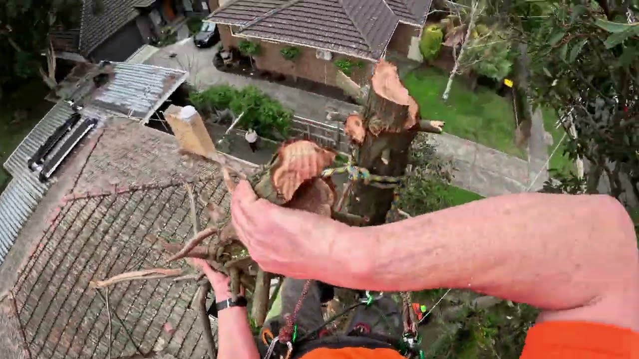 How to climb a tree with ropes and spurs. Ep. 34