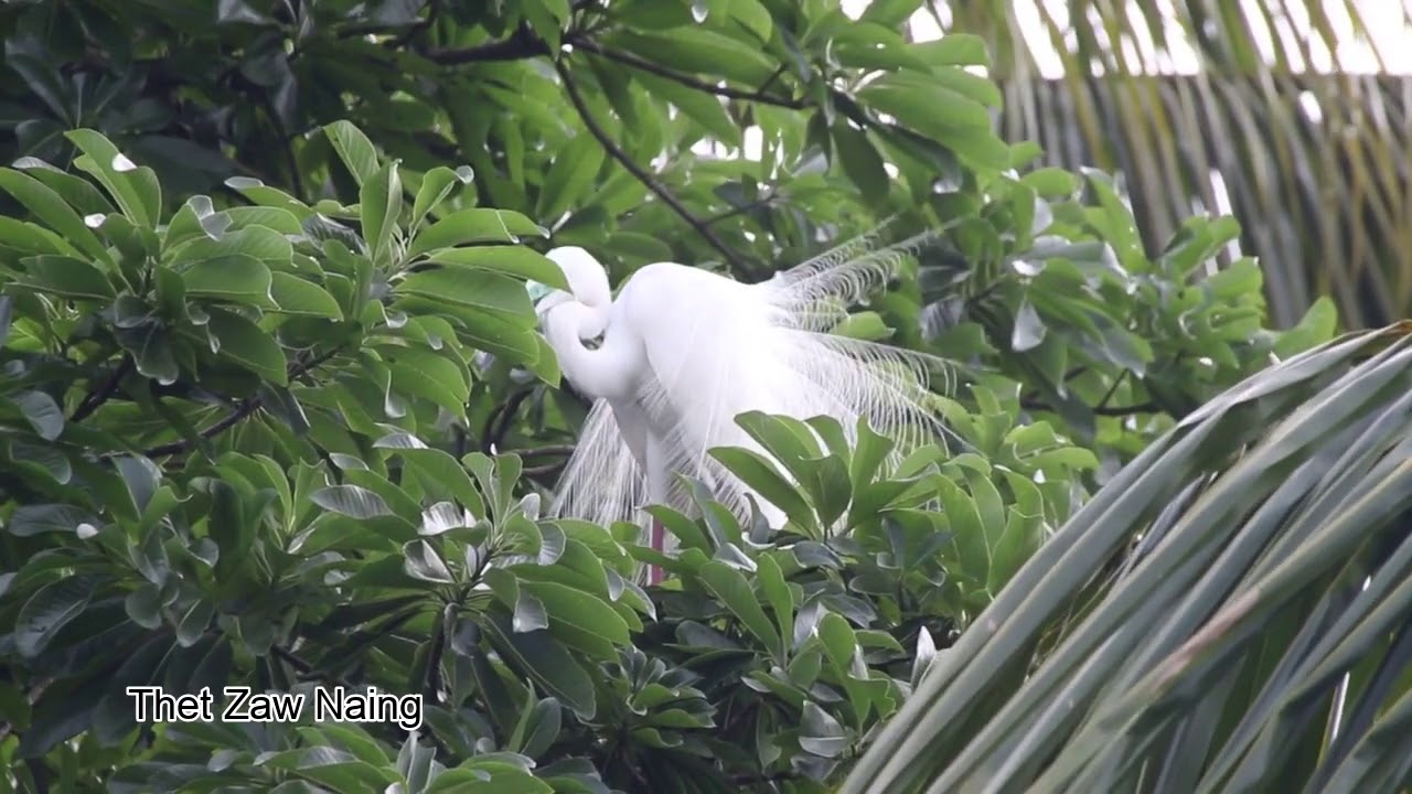 Great Egret (Ardea alba) with breeding plumage